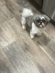 Lost Male Dog last seen washington rd, Princeton, TX 75407