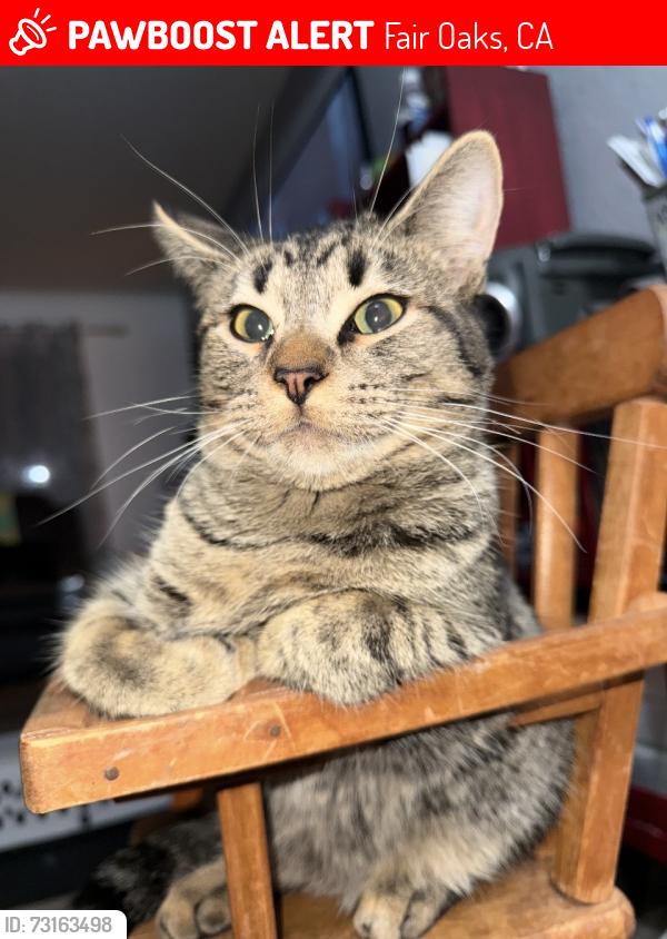 Lost Male Cat last seen Sheraton Dr/Kenneth Ave, Fair Oaks, CA 95628