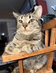Lost Male Cat last seen Sheraton Dr/Kenneth Ave, Fair Oaks, CA 95628