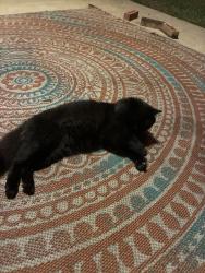 Lost Male Cat last seen Morton ranch, Katy, TX 77493