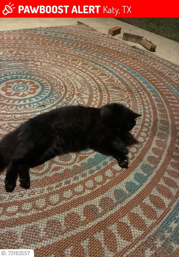 Lost Male Cat last seen Morton ranch, Katy, TX 77493