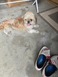 Found/Stray Male Dog last seen Off of Lucas Creek Road, Newport News, VA 23602