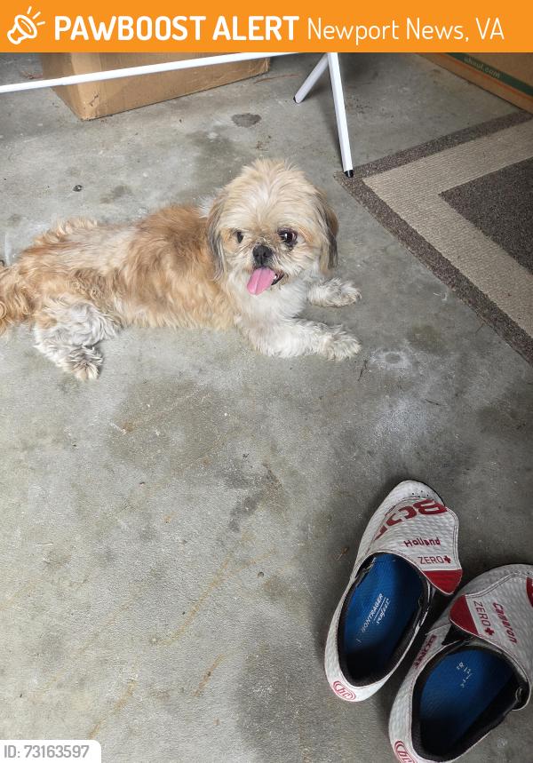 Found/Stray Male Dog last seen Off of Lucas Creek Road, Newport News, VA 23602