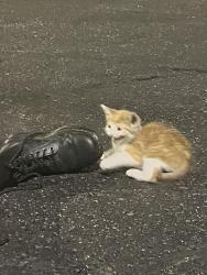 Found/Stray Male Cat last seen Near Walnut St Cary, NC 27511 United States, Cary, NC 27511