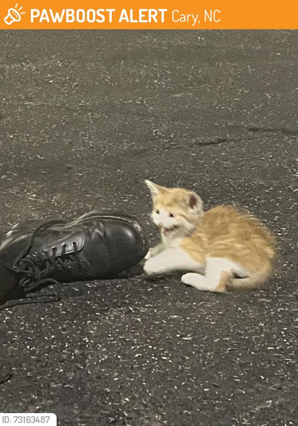 Found/Stray Male Cat last seen Near Walnut St Cary, NC 27511 United States, Cary, NC 27511