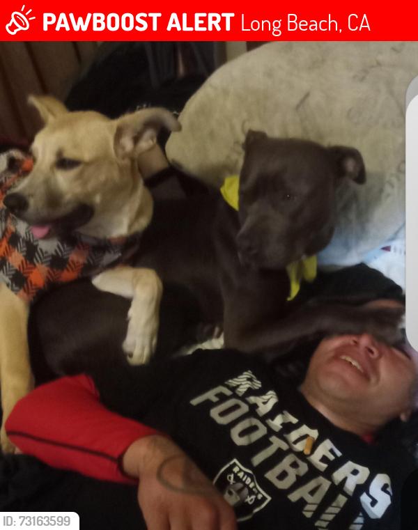 Lost Male Dog last seen Riverbed, Long Beach, CA 90815
