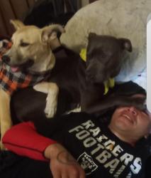 Lost Male Dog last seen Riverbed, Long Beach, CA 90815