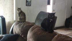 Lost Female Cat last seen Chenango Ave And Yank, Dakota Ridge, CO 80465