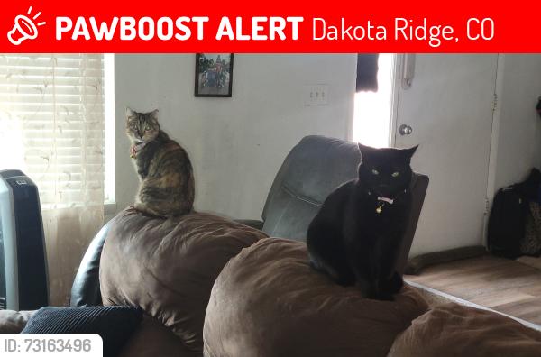 Lost Female Cat last seen Chenango Ave And Yank, Dakota Ridge, CO 80465