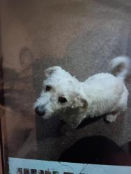 Lost Male Dog last seen Snell rd .and blossom Hill road., San Jose, CA 95123