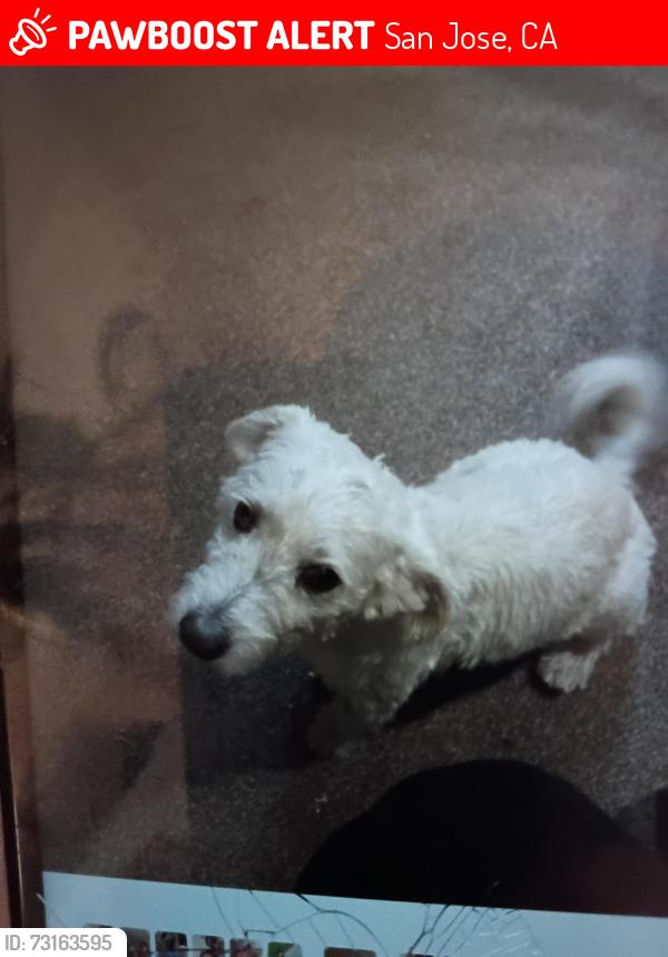Lost Male Dog last seen Snell rd .and blossom Hill road., San Jose, CA 95123