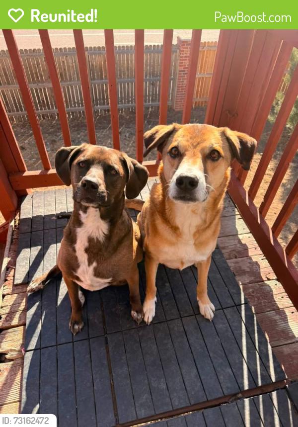 Reunited Unknown Dog last seen Peterson and Stetson Hills, Colorado Springs, CO 80922