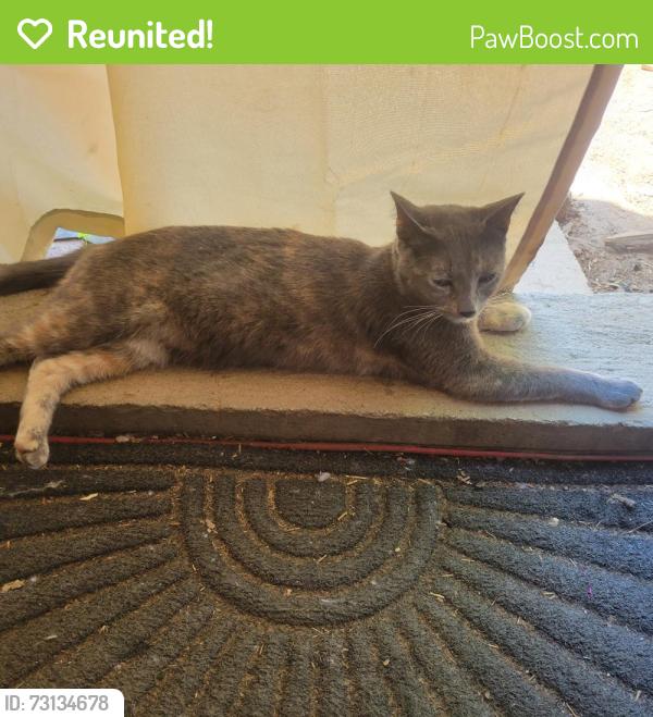 Reunited Female Cat last seen East vista way and vista grande, Vista, CA 92084