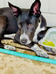 Found/Stray Female Dog last seen Cliffhanger, San Antonio, TX 78250