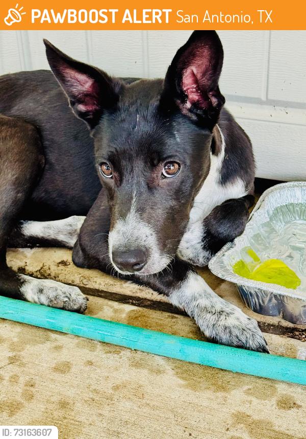Found/Stray Female Dog last seen Cliffhanger, San Antonio, TX 78250