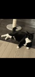 Lost Male Cat last seen Bath Rd near Meadows Hotel & Harding Rd, Brunswick, ME 04011