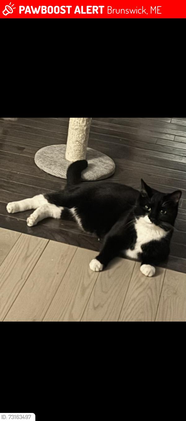 Lost Male Cat last seen Bath Rd near Meadows Hotel & Harding Rd, Brunswick, ME 04011