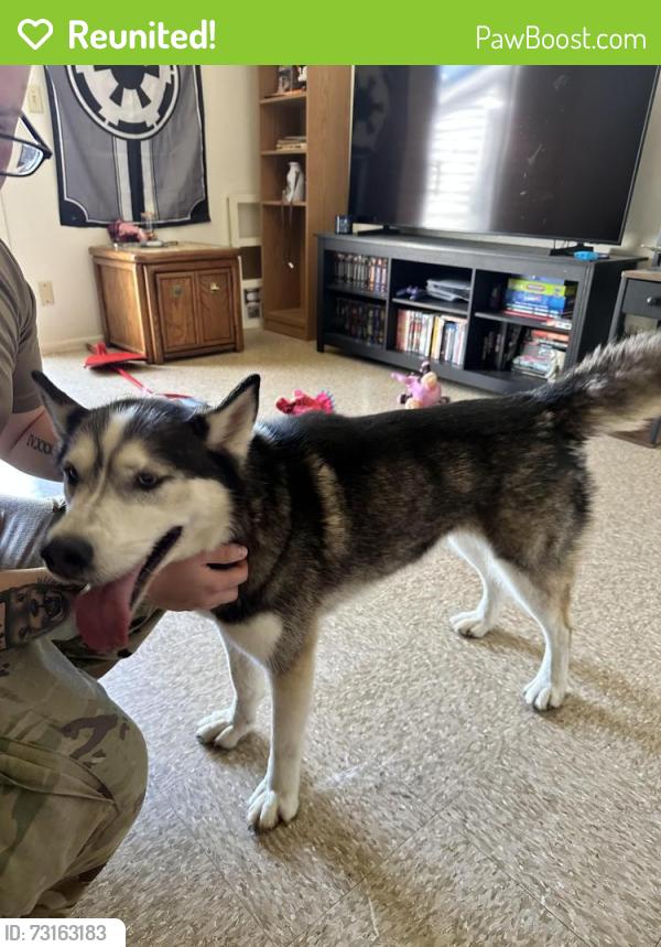 Reunited Female Dog last seen Venable Drive and Madruga Rd, Fort Hood, TX 76544
