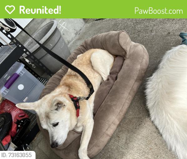 Reunited Female Dog last seen Near Lillian Dr, Wren, OR off of Cardwell hill drive between Lumos and Cardwell Hill vinyards., Philomath, OR 97370
