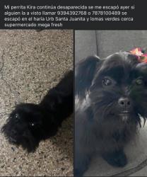 Lost Female Other last seen Santa Juanita, Bayamón, Bayamón 00956