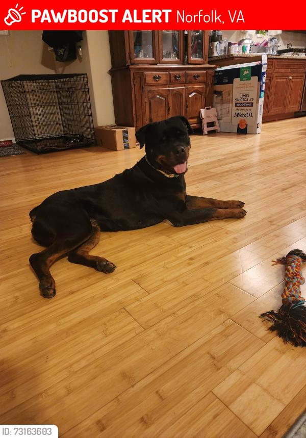 Lost Female Dog last seen Kennebeck ct, Norfolk, VA 23513