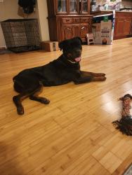 Lost Female Dog last seen Kennebeck ct, Norfolk, VA 23513