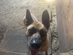 Found/Stray Male Dog last seen Hobson Rd, Cleveland, NC 27013