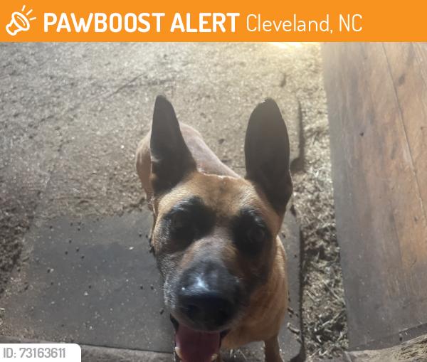 Found/Stray Male Dog last seen Hobson Rd, Cleveland, NC 27013