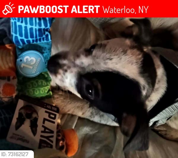 Lost Male Dog last seen Whispering Pines, Waterloo, NY 13165