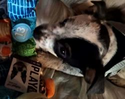 Lost Male Dog last seen Whispering Pines, Waterloo, NY 13165