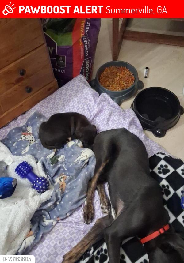 Lost Male Dog last seen Orchard hill rd, Summerville, GA 30747