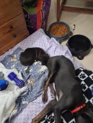 Lost Male Dog last seen Orchard hill rd, Summerville, GA 30747