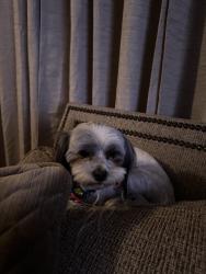 Reunited Male Dog last seen Near Culver Dr, Midland, TX 79705, USA, Midland, TX 79705
