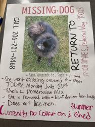 Lost Female Dog last seen Federal way, Federal Way, WA 98003