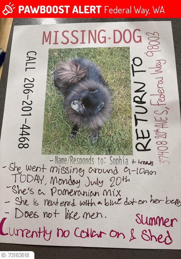 Lost Female Dog last seen Federal way, Federal Way, WA 98003