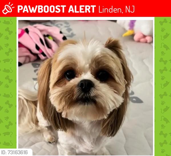 Lost Female Dog last seen By linden highschool, Linden, NJ 07036