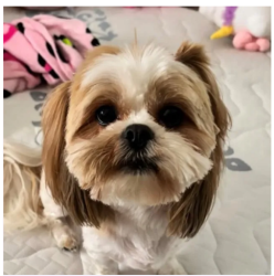 Lost Female Dog last seen By linden highschool, Linden, NJ 07036