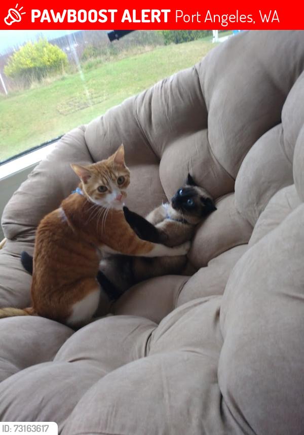 Lost Male Cat last seen between D & E Sts. on cliff above marina, Port Angeles, WA 98363