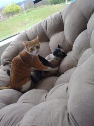 Lost Male Cat last seen between D & E Sts. on cliff above marina, Port Angeles, WA 98363
