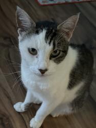 Lost Male Cat last seen Milton Morris Drive and English Ivy Lane, Charlotte, NC 28227