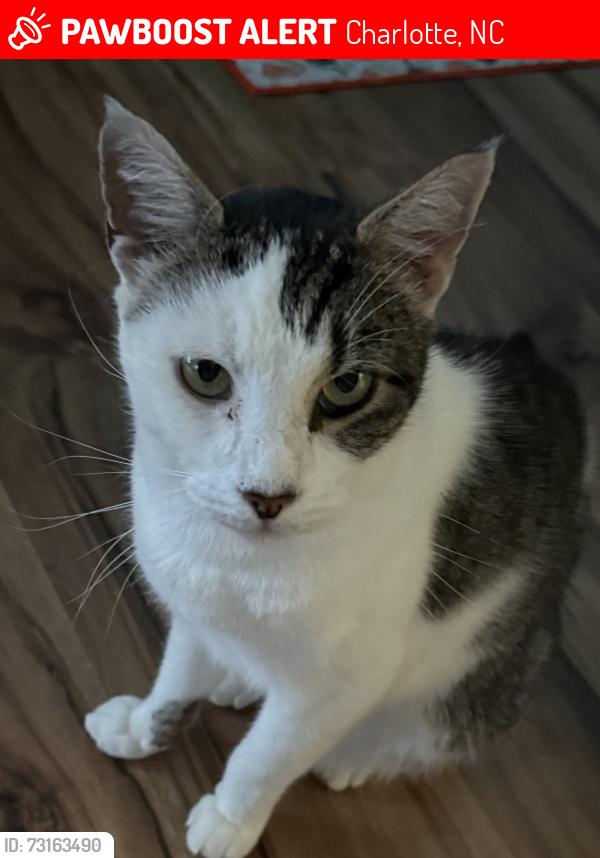 Lost Male Cat last seen Milton Morris Drive and English Ivy Lane, Charlotte, NC 28227