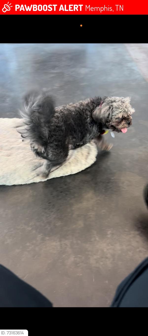 Lost Male Dog last seen Brekenwood and Cedar bluff dr, Memphis, TN 38127