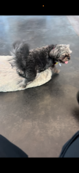 Lost Male Dog last seen Brekenwood and Cedar bluff dr, Memphis, TN 38127