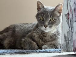 Lost Male Cat last seen Sturbridge Dr and Brimfield Dr, Medina, OH 44256