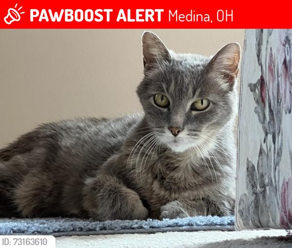 Lost Male Cat last seen Sturbridge Dr and Brimfield Dr, Medina, OH 44256