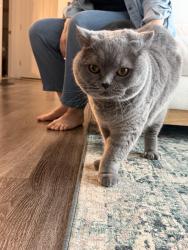 Reunited Male Cat last seen Near Whittemore Ave, Cambridge MA 02140, Cambridge, MA 02140