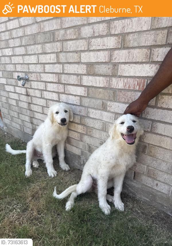Found/Stray Male Dog last seen E Industrial Blvd (county road), Cleburne, TX 76031