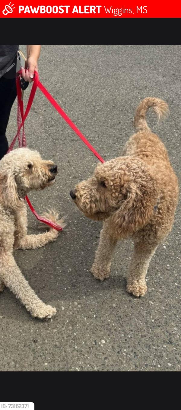Lost Female Dog last seen Wilderness subdivision, Wiggins, MS 39577