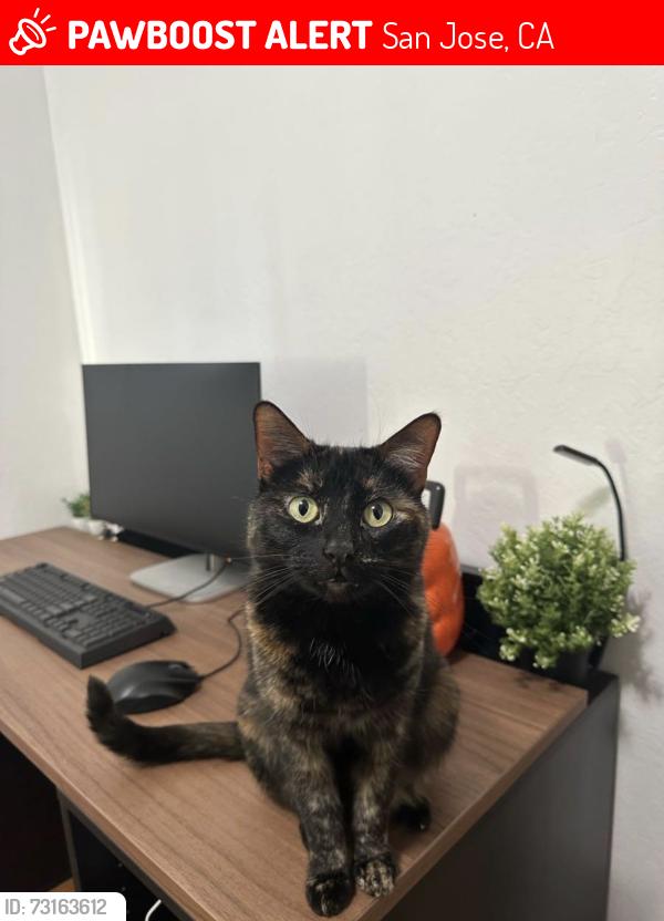 Lost Female Cat last seen Anderson elementary school, San Jose, CA 95123