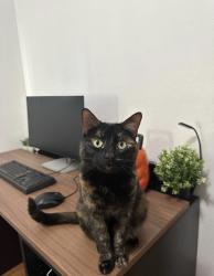 Lost Female Cat last seen Anderson elementary school, San Jose, CA 95123